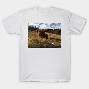 Scottish Highland Cattle Cow 2354 T-Shirt